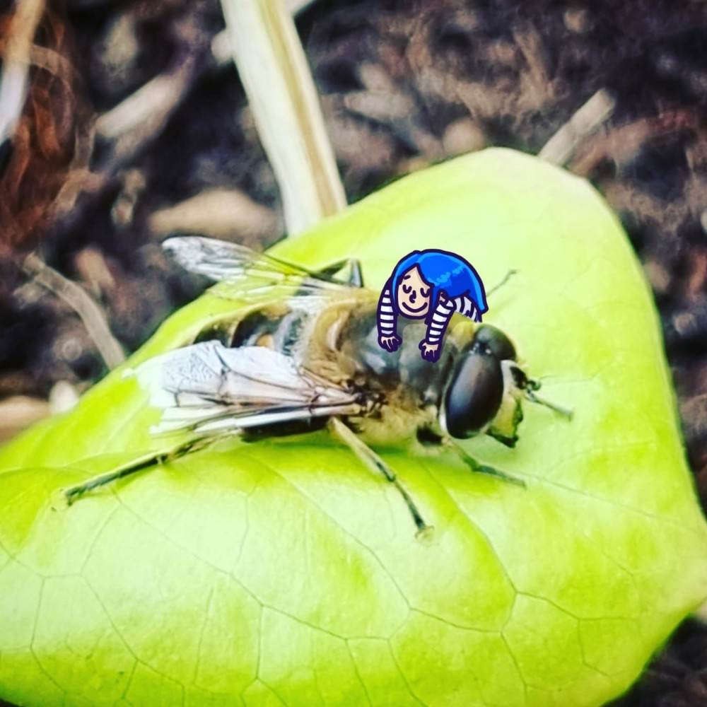 Photo de près d'une abeille posée sur une feuille, Waz dessinée par-dessus en train de câliner l'abeille