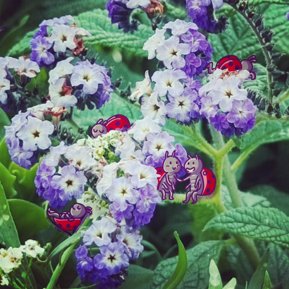 Photo de fleurs blanches et violettes dont je ne connais pas le nom, par-dessus laquelle sont dessinées plusieurs petites coccinelles mignonnes.