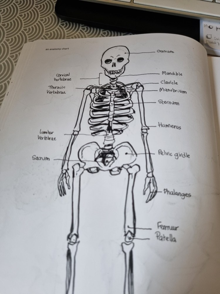 Un schéma d'anatomie (an anatomy chart)