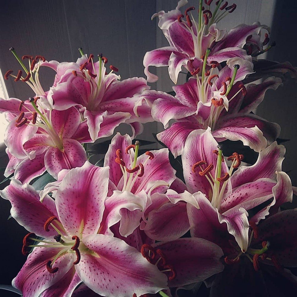 Un magnifique ensemble de lys roses