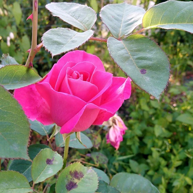 gros plan d'une belle rose