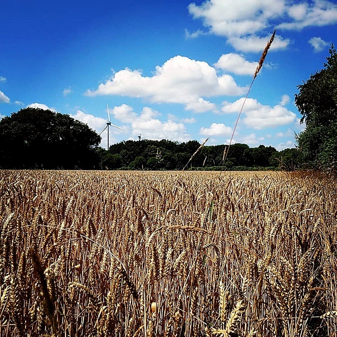 champ de blé au premier plan, ciel bleu avec nuages et éoliennes