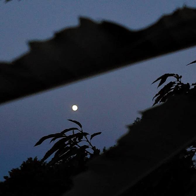 Pleine lune en arrière-plan, feuilles d'arbres en clair-obscur au premier plan